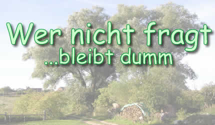 Wer nicht fragt, bleibt dumm