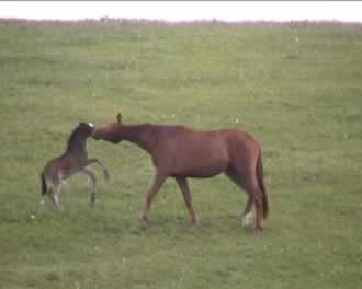 Stute mit Fohlen