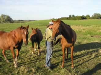 Teil der Pferdeherde