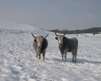 Ungarische Steppenrinder